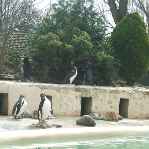 Penguins at Twycross