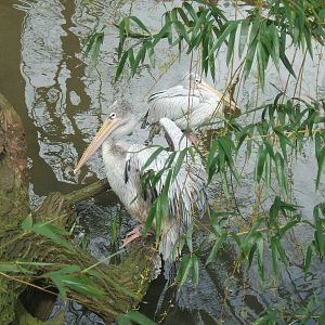 Pink-Backed Pelicans at Twycross