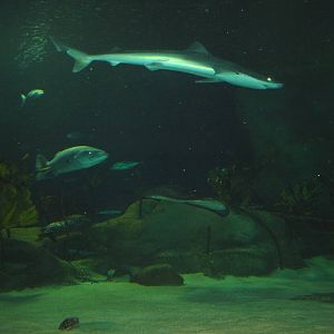 Napier Aquarium