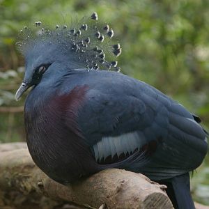 Victoria crowned pigeon, Jurong