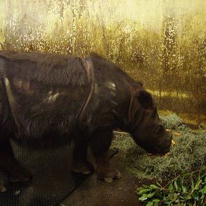 Sumatran Rhino - Suci @ Cincinnati