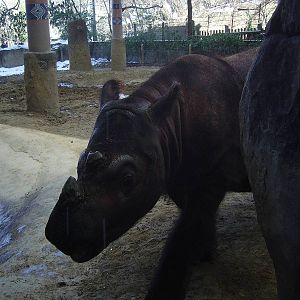 Sumatran Rhinoceros - Emi @ Cincinnati Zoo