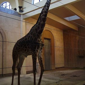 Masai Giraffe