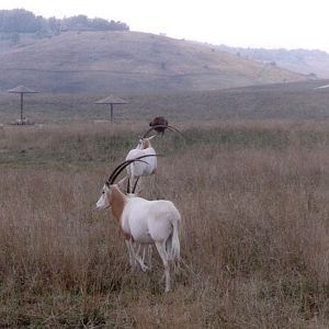 Scimitar-horned Oryx @ the Wilds