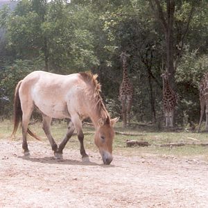 Przewalski's Horse @ the Wilds