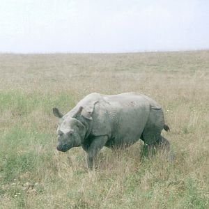 Indian Rhinoceros @ the Wilds