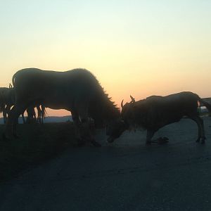 Eland v Wildebeeste West Midlands February 2008