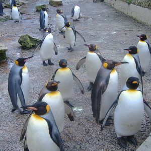 Birdland's King Penguins March 2008