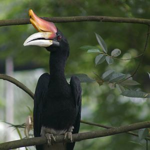 rhinoceros hornbill, KL Bird Park