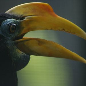 wrinkled hornbill, KL Bird Park