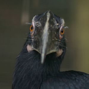 Malayan black hornbill, KL Bird Park