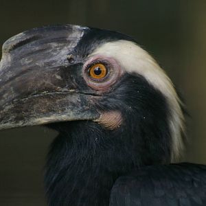 Malayan black hornbill, KL Bird Park