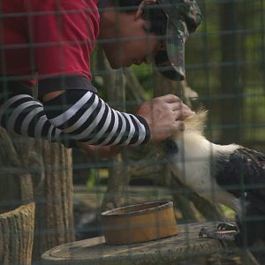 white-crowned hornbill, KL Bird Park