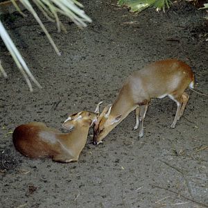 Reeve's Muntjac @ Brevard Zoo