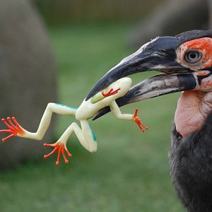 Southern Ground-Hornbill