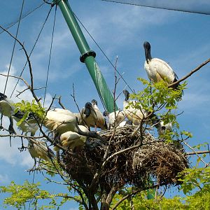 Sacred Ibis (Threskiornis aethiopicus) at Lotherton Hall Bird Gardens