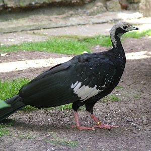 Common Piping-Guan (Aburria pipile) at Lotherton Hall Bird Gardens