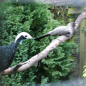 Common Piping-Guan and Plantain-Eater at Lotherton Hall Bird Gardens