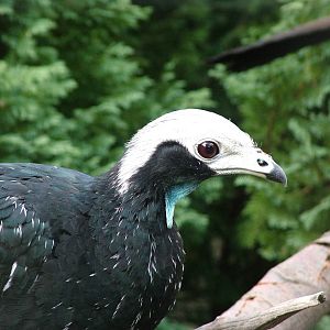 Common Piping-Guan (Aburria pipile) at Lotherton Hall Bird Gardens