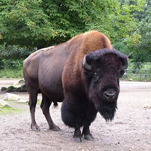American Prairie Bison bull (Bison bison bison) at Hagenbecks, Hamburg