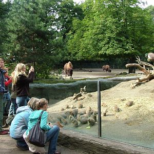 Prairie marmot and Bison enclosures at Hagenbecks, Hamburg