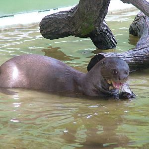 Giant Otter (Pteronura brasiliensis) at Hagenbecks, Hamburg