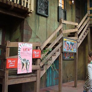 Walk-through Ring-tailed Lemur enclosure at Hagenbecks, Hamburg