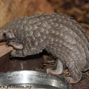 African tree pangolin (Manis tricuspis)