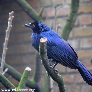 Trumpet manucode (Manucodia keraudrenii)