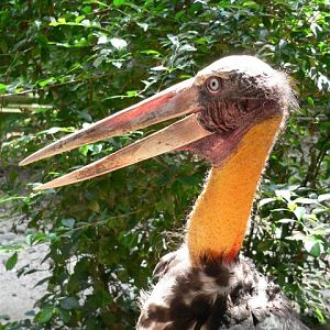 Lesser adjutant (Leptoptilos javanicus)
