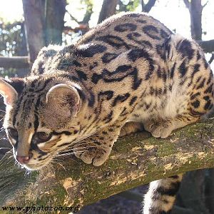 Margay (Leopardus wieddi)