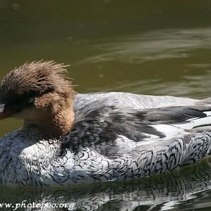 Scaly-sided merganser (Mergus squamatus)