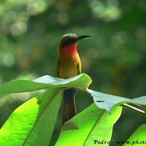 Red-throated bee-eater (Merops bullocki)