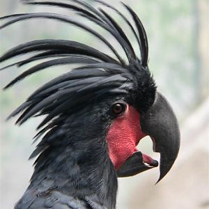 Palm cockatoo (Probosciger aterrimus)