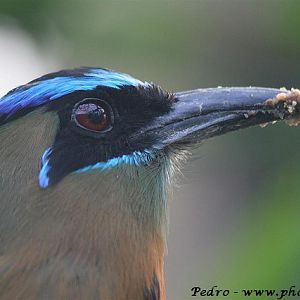 Blue-crowned momot (Momotus momota)