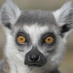 Ring-tailed Lemur