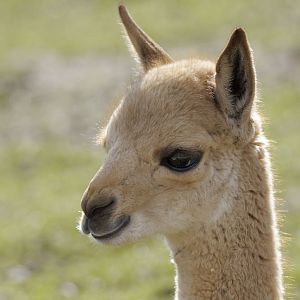 Vicuna infant