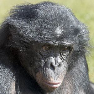 Bonobo female