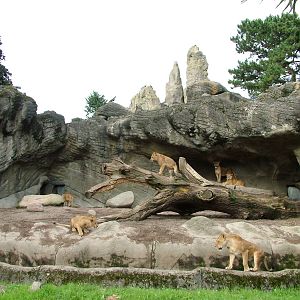 African Lion enclosure at Hagenbecks, Hamburg