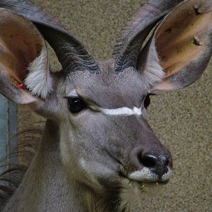Greater Kudu (Tragelaphus strepsiceros) at Hagenbecks, Hamburg