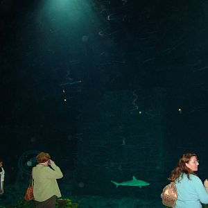 Ocean tank window at Hagenbecks, Hamburg