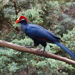 Violet turaco