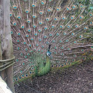 Green Peafowl at Chester Zoo