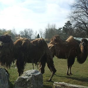 Bactrian Camel at Chester Zoo