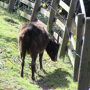 Anoa at Chester Zoo