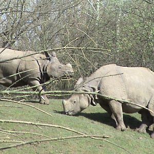 Indian Rhinos at Chester