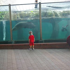 Pangasius and arapaima, Zoo Negara (KL)