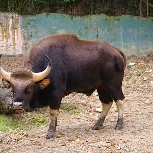gaur, Zoo Negara (KL)