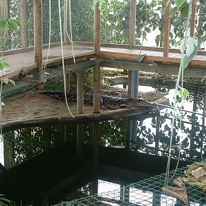 Estuarine Crocodile Enclosures  (Swamp House) - Thrigby 2008