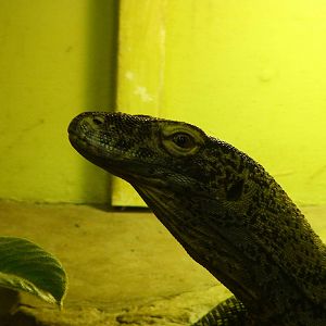 Komodo Dragon youngster